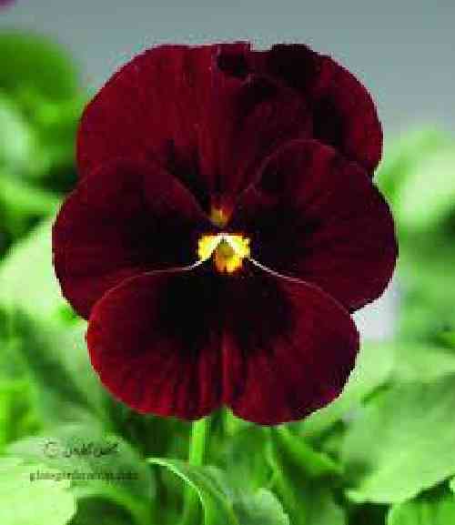 دانلود آهنگ بی بی زلیخا محمدشاهوا